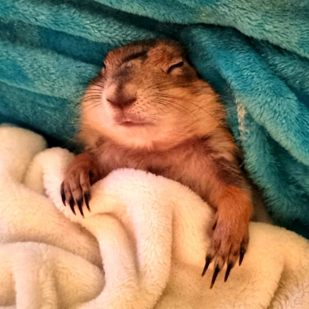 Associazione Italiana Cani Della Prateria